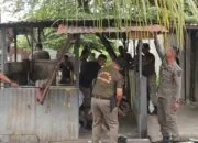 Satpol PP Padang Tertibkan 13 Pedagang di Lahan Pemko