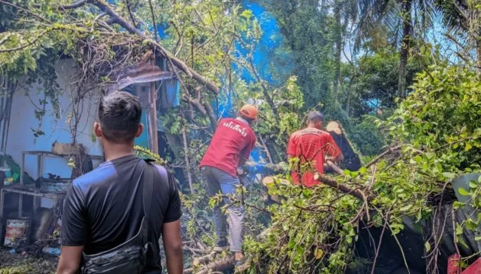 Angin Kencang Disertai Hujan Tumbangkan Pohon Besar di Batipuh Panjang